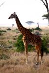 Giraffa al Serengeti - Tanzania