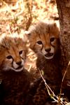 Cuccioli di ghepardo al Serengeti - Tanzania