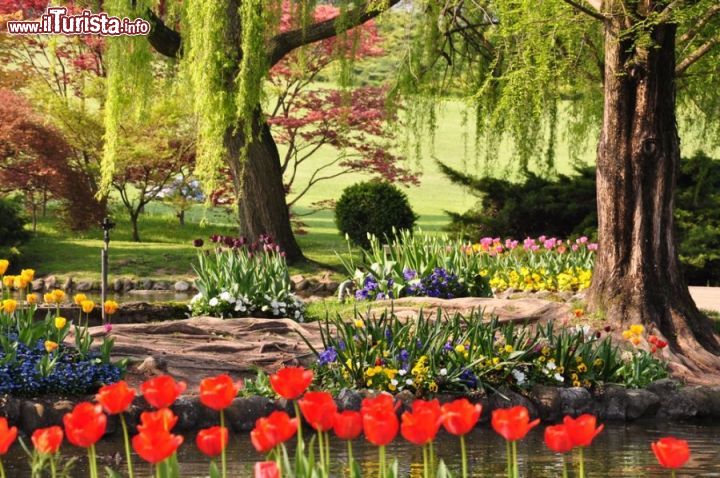 Immagine L'intreccio dei colori riesce a sorprendervi ad ogni passo, camminando lungo i percorsi del Parco Giardino Sigurtà di Valeggio sul Mincio, a sud di Verona