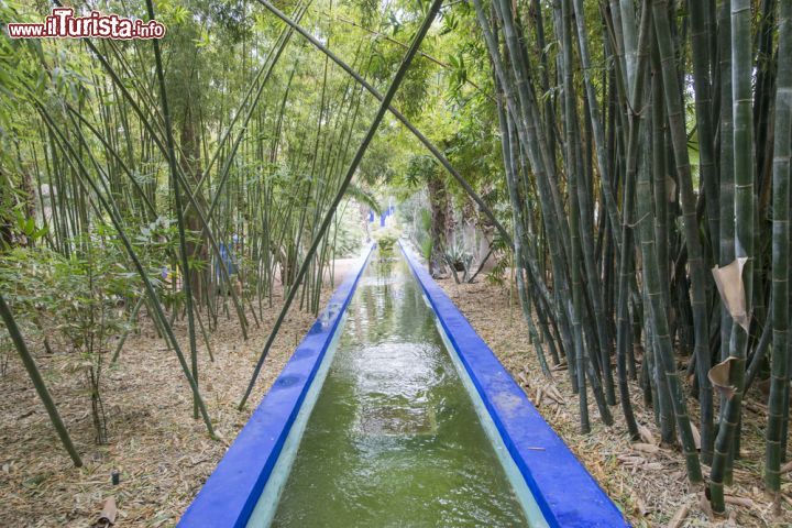 Immagine All'interno del giardino Majorelle si trovano varie tipologie du piante che provengono da diverse zone del mondo. In fotografia una foresta di bambù di provenineza asiatca- © The Visual Explorer / Shutterstock.com