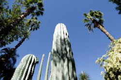 Anche grandi cactus ed alte palme nei 4 ettari ...