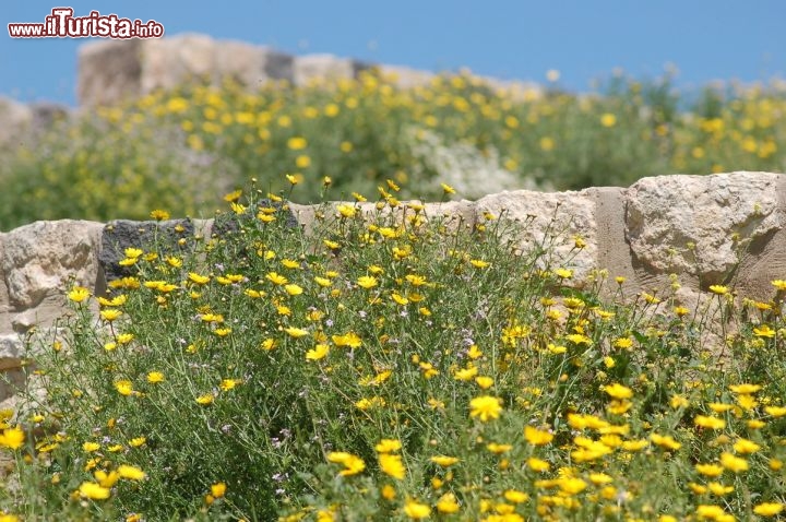 Immagine Le rovine di Gadara in mezzo ai fiori