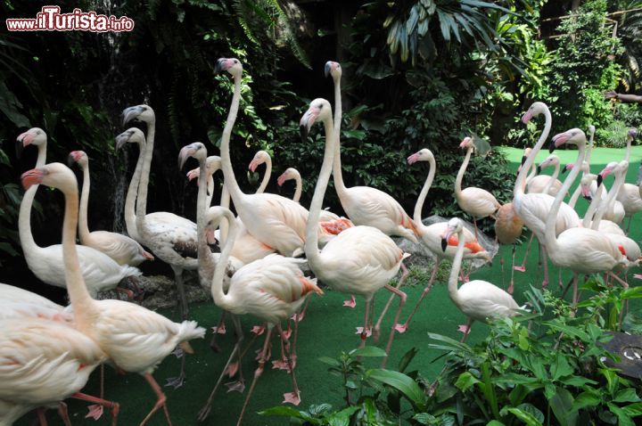 Immagine Fenicotteri allo Jurong Bird Park. Appartenenti alla famiglia Phoenicopteridae, questi eleganti uccelli vivono in grossi stormi nelle aree acquatiche e hanno dimensioni che variano dal metro al metro e mezzo di altezza. Si nutrono filtrando alghe blu-verdi, crostacei e molluschi; hanno becchi dalla forma strana adatti per separare fango e silice dal cibo che consumano. Fra le particolarità che li contraddistinguono vi sono una grande lingua dalla superficie ruvida e la capacità di stare bilanciati su una zampa sola mentre sono in piedi e si nutrono - © Sonja Vietto Ramus