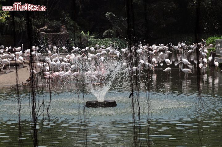 Immagine Estate al Flamingo Lake: un gruppo di fenicotteri si rinfresca nell'acqua di una delle due aree dedicate a questi eleganti pennuti dal piumaggio rosa - © Sonja Vietto Ramus