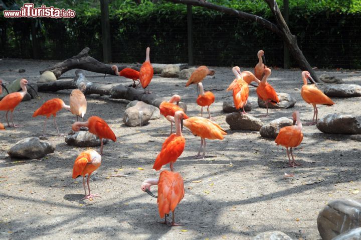 Immagine Un gruppo di ibis scarlatti nell'area loro dedicata allo Jurong Bird Park di Sinagpore. Dopo aver passeggiato nell'Heliconia Walks si raggiunge questo ampio recinto che ospita decine di ibis. A renderli caratteristici sono un lungo becco ricurvo, zampe rosa, collo glabro e piumaggio rosso ad eccezione della punta delle ali che sono invece di colore nero - © Sonja Vietto Ramus