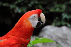 E' una delle guest star dello Jurong Bird Park: il pappagallo ara (in questo caso un'ara rossoverde) è dotato di lunga coda, ali strette e lunghe e un piumaggio dai colori vivaci. ...