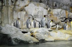 Simpatici pinguini nella Penguin Coast dello Jurong Bird Park. L'area interna, climatizzata, ospita un centinaio di esemplari fra Humboldt, macaroni o "dalla fronte dorata" e pinguini ...
