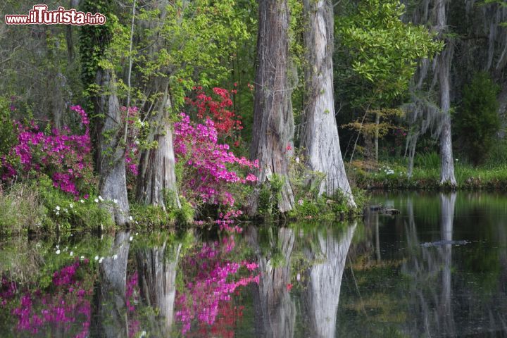Immagine I colori delle azalee si riflettono nell'acqua all'interno della Magnolia Plantation & Gardens di Charleston, South Carolina - foto © Cucumber Images / Shutterstock.com