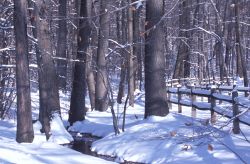 Paesaggio innevato al Botanical Garden di New York. Quando si visita la foresta, camminando lungo i sentieri di caccia dei nativi americani, si passa sotto gli alberi risalenti alla rivoluzione ...