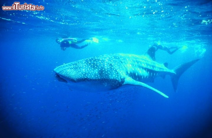 Squali Balena al Ningaloo reef