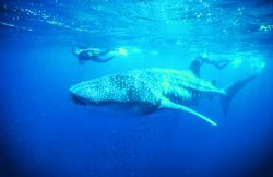 Squali Balena al Ningaloo reef