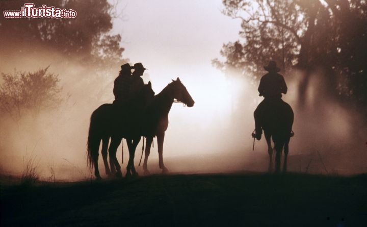 Cattle drive: con le mandrie in South Australia