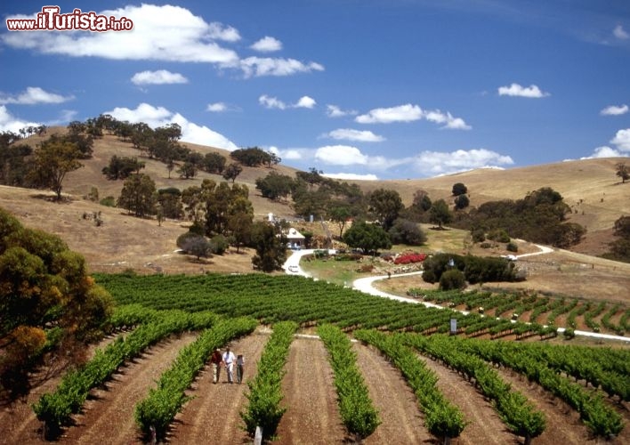 Vigneti nel South Australia