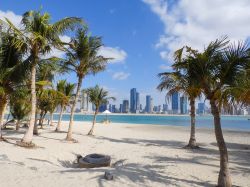 Palme lungo la spiaggia della Marina di Dubai ...