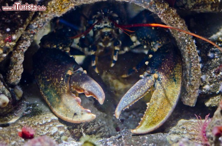 Immagine Anche le aragoste al CineAqua di Parigi, il grande acquario della capitale francese