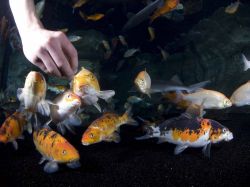 La vasca tattile (Bassin caresses) all'Acquario di Parigi CineAqua