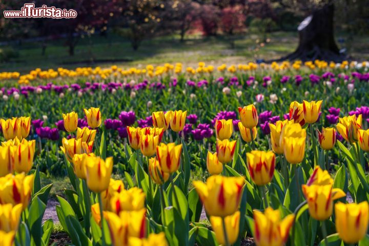 Immagine Una fioritura di tulipani  ai giardini di Villa Taranto Piemonte - © gab90 / Shutterstock.com