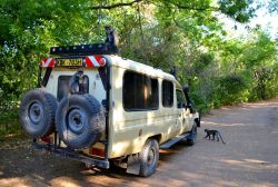 Kenya: i cercopitechi danno il benveuto ai visitatori delle rovine di Gede, che si trovano immerse nella foresta dove queste scimmie vivono assieme a molti altri animali.