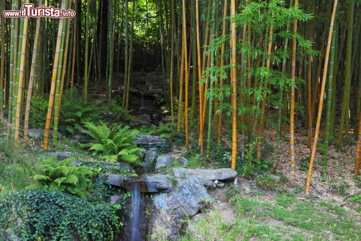 Immagine Il giardino dei bambù di Villa Carlotta contiene oltre 25 specie di questa pianta e si sviluppa su di una superficie di oltre 3.000 metri quadri - foto © kavram / Shutterstock.com