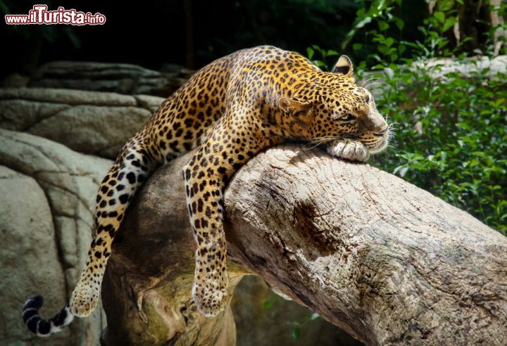 Immagine Un leopardo si riposa allo Zoo di Singapore. Un bellissimo esemplare di leopardo, felino appartenente alla sottofamiglia dei panterini, fotografato mentre si riposa dopo essersi arrampicato su un albero - © LUMIKK555 / Shutterstock.com