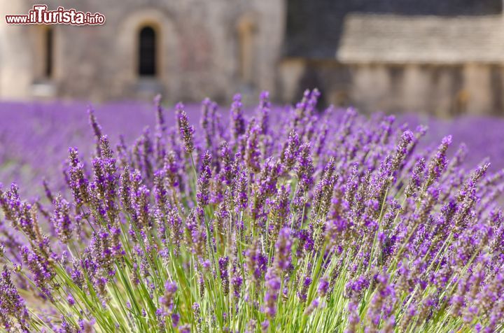 Immagine Un particolare della lavanda che circonda il complesso della Abbazia di Senanque in Provenza - © Dar1930 / Shutterstock.com