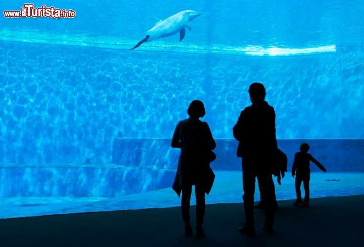 Immagine Una Famiglia in visita alla vasca dei delfini presso 'Acquario di Genova - © acquariodigenova.it