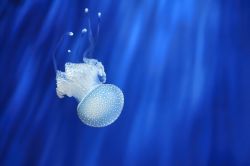 Una medusa nuota in una delle vasche dell'Acquario di Genova - © Rostislav Glinsky / Shutterstock.com