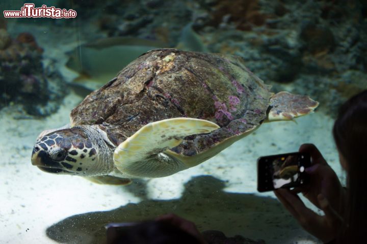 Immagine Una tartaruga di mare nell'Acquario di Genova - © Vladimir Wrangel / Shutterstock.com