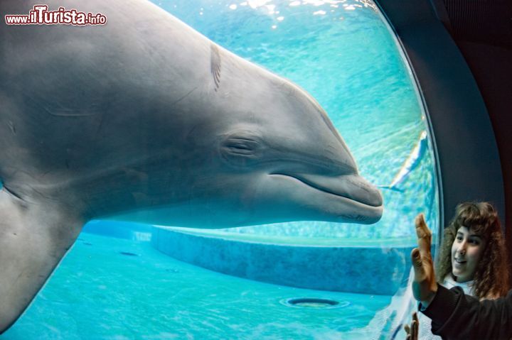 Immagine Una bambina incontra un delfino presso una delle vasche dell'Acquario di Genova - © Andrea Izzotti / Shutterstock.com
