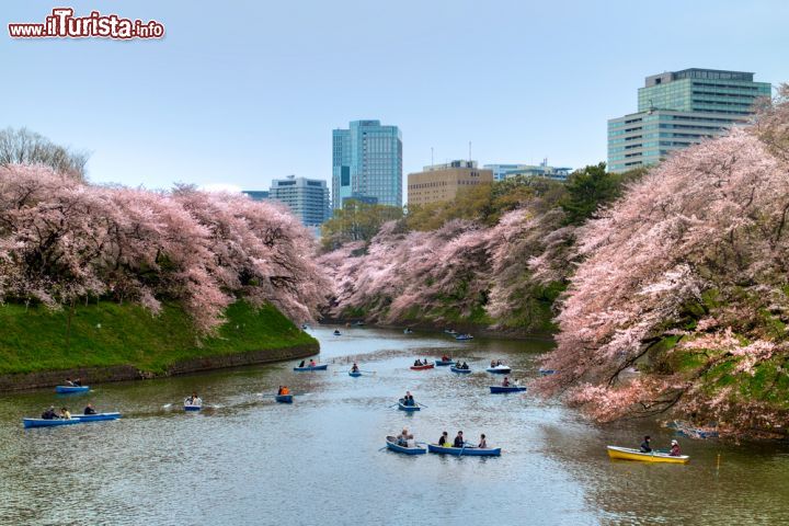 Immagine Tour in barca attraverso il Parco di Kitanomaru parte dei giardini imperiali di Tokyo durante la fioritura dei ciliegi