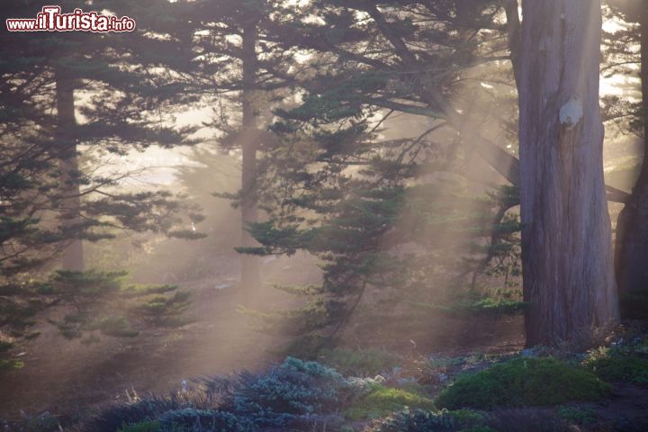 Immagine Cipressi all'interno del parco del Presidio Park di San Francisco in California