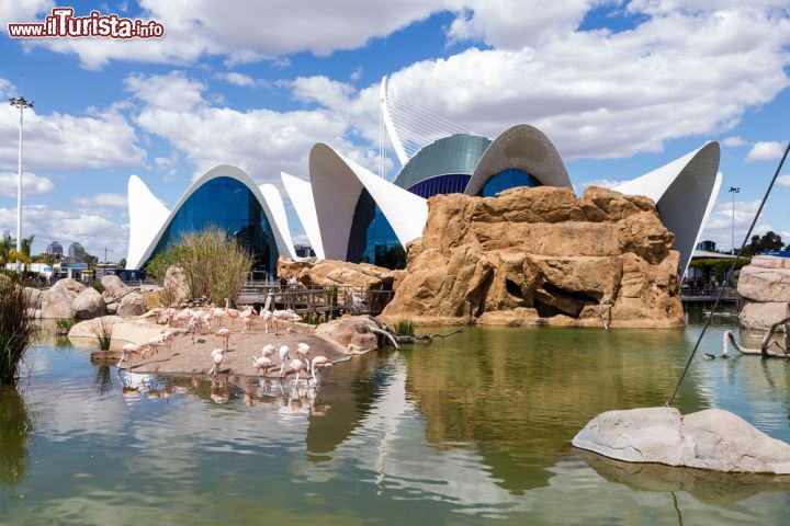 Immagine Un'immagine dell'Oceanografic di Valencia (Spagna), alle spalle del laghetto presso la Città delle Arti e delle Scienze - foto © Jose Luis Vega / Shutterstock.com