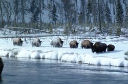 Inverno nel Wyoming, bisonti lungo il fiume. Credit: ...