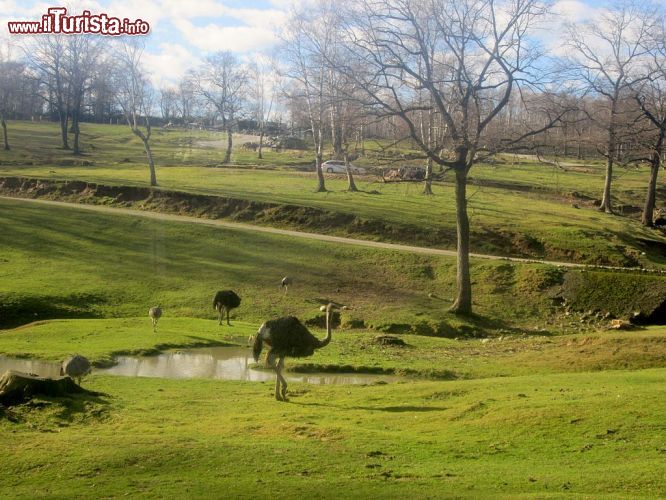 Immagine La zona degli struzzi al Safari Park di Pombia - © Wikipedia