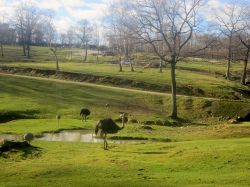 La zona degli struzzi al Safari Park di Pombia - © Wikipedia