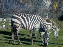 Zebre al pascolo al Safari Park di Pombia - © Cash2013 - CC BY-SA 3.0 - Wikipedia