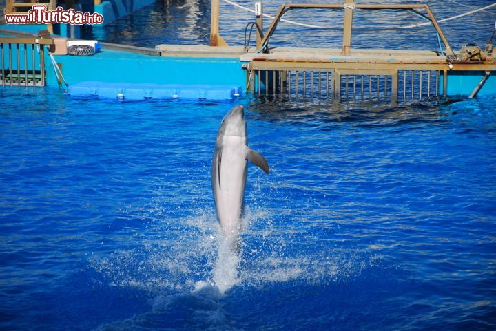 Immagine Spettacolo con i delfini all'acquario di Valencia, l'Oceanografic, il più grande d'Europa