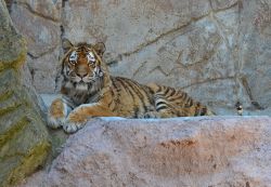 Magnifico esemplare di Tigre si lascia fotografare al bioparco di Roma