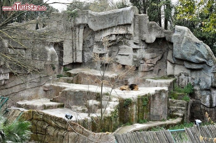 Immagine Un leone si riposa al Bioparco di Roma