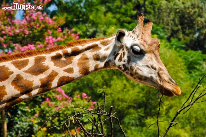 Immagine Una giraffa allo zoo di Roma