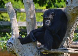 Uno scimpanzè si riposa su dei tronchi al Bioparco di Roma