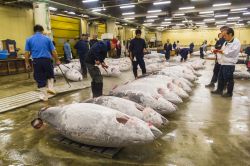 L'Asta del tonno è uno dei momenti topici che potete seguire al mercato del pesce  Tsukiji  a Tokyo. E' necessario prenotarsi, e in alcuni periodi dell'anno i turisti ...