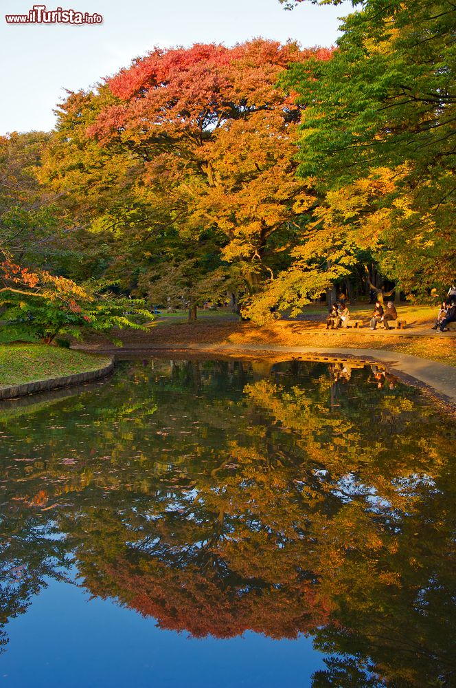 Immagine Il foliage a Tokyo: siamo dentro Yoyogi Koen, il parco del centro di Tokyo