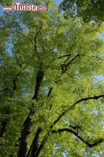 Alberi all'esterno del castello