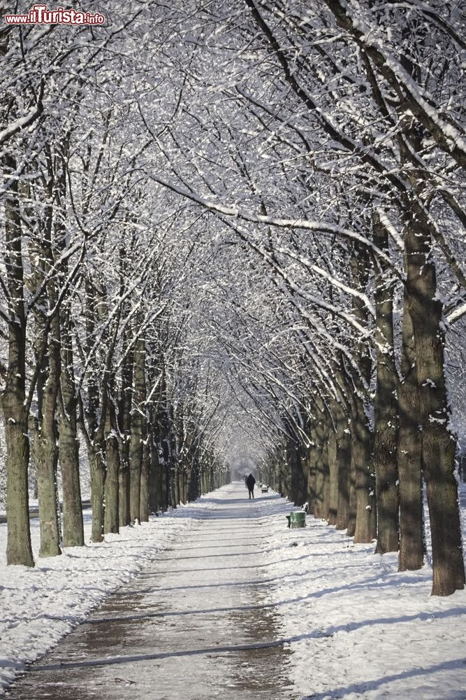 Immagine Neve ai giardini di Herrenhausen, Hannover, Germania. Una bella immagine invernale del viale alberato del parco.