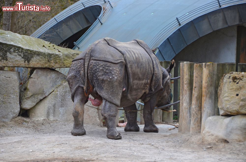 Immagine Un esemplare di rinoceronte maschio nel Tierpark Hellabrunn, lo zoo della città di Monaco di Baviera.