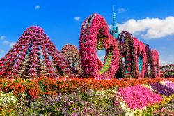 Panorama floreale al Dubai Miracle Garden, Emirati Arabi Uniti. I fiori del parco assemblati a forma di cuore e montagna sono solo alcune delle composizioni che si possono ammirare in questo ...