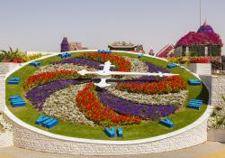 L'orologio di fiori al Miracle Garden di Dubai, Emirati Arabi Uniti. E' un mix di colori e profumi questo originale orologio che accompagna la visita al giardino botanico della città ...