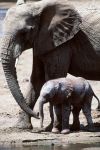 Elefante con piccolo si abbevera in Kenya lungo ...