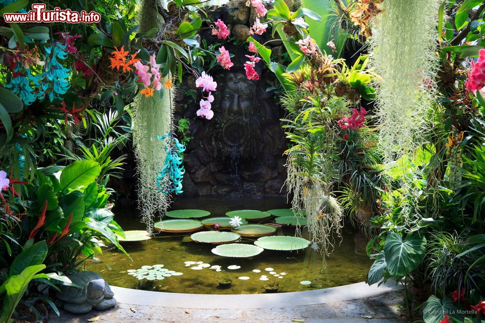 Immagine Fiori tropicali con i loro sgargianti colori adornano una fontana dei Giardini La Mortella sull'isola di Ischia (Campania, Italia).